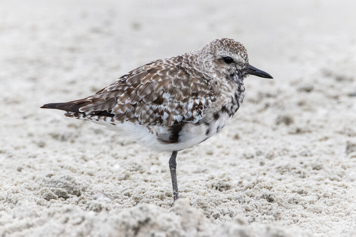 Black-bellied Plover